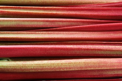 Photo of Fresh ripe rhubarb stalks as background, closeup