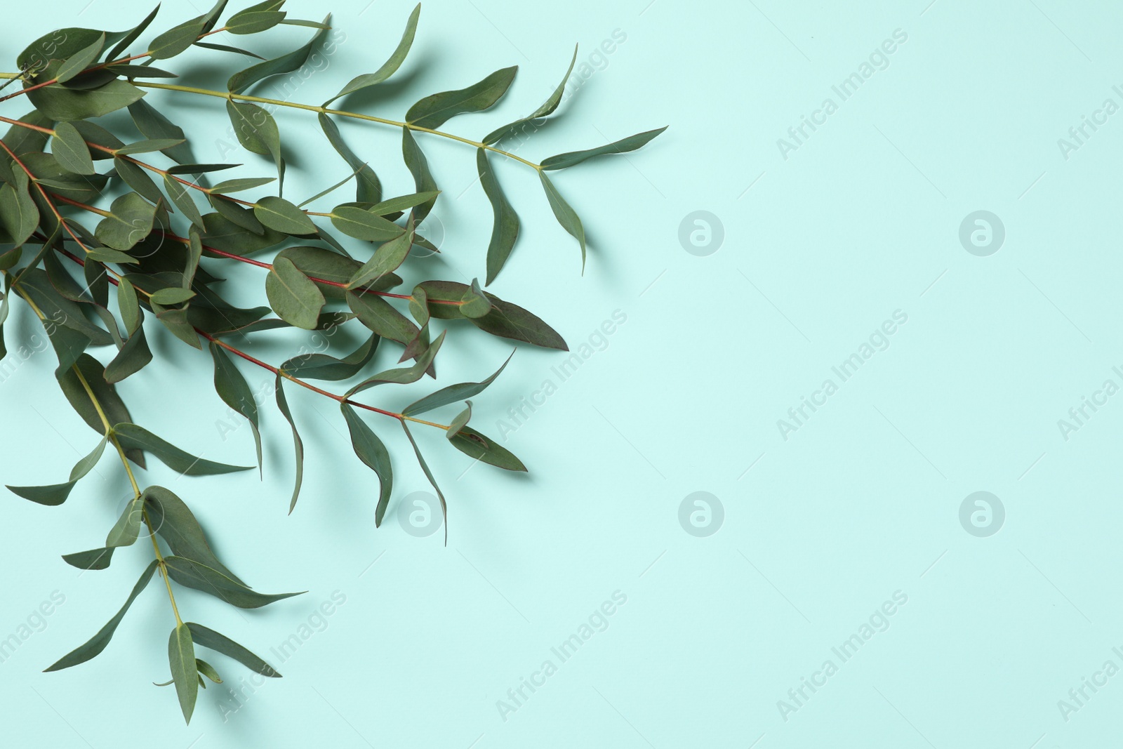 Photo of Eucalyptus branches with fresh green leaves on turquoise background, top view. Space for text