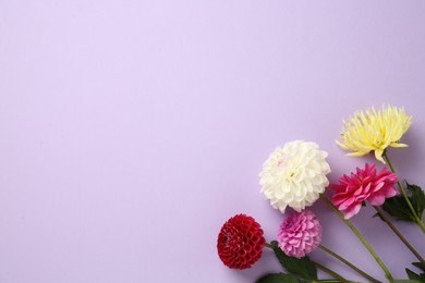 Photo of Beautiful dahlia flowers on violet background, flat lay. Space for text