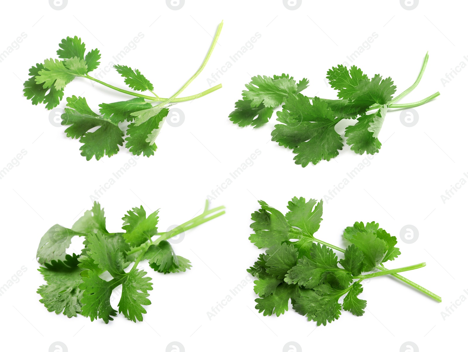 Image of Set with fresh coriander leaves on white background