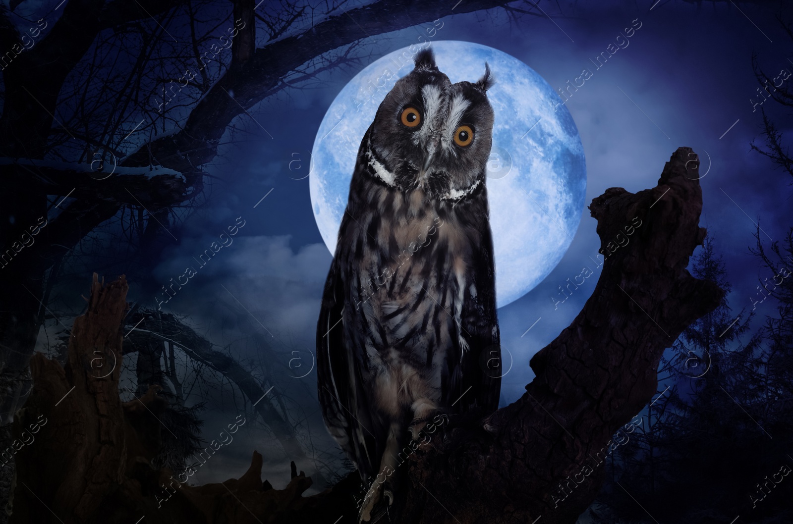 Image of Owl in misty forest on full moon night