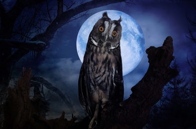 Image of Owl in misty forest on full moon night