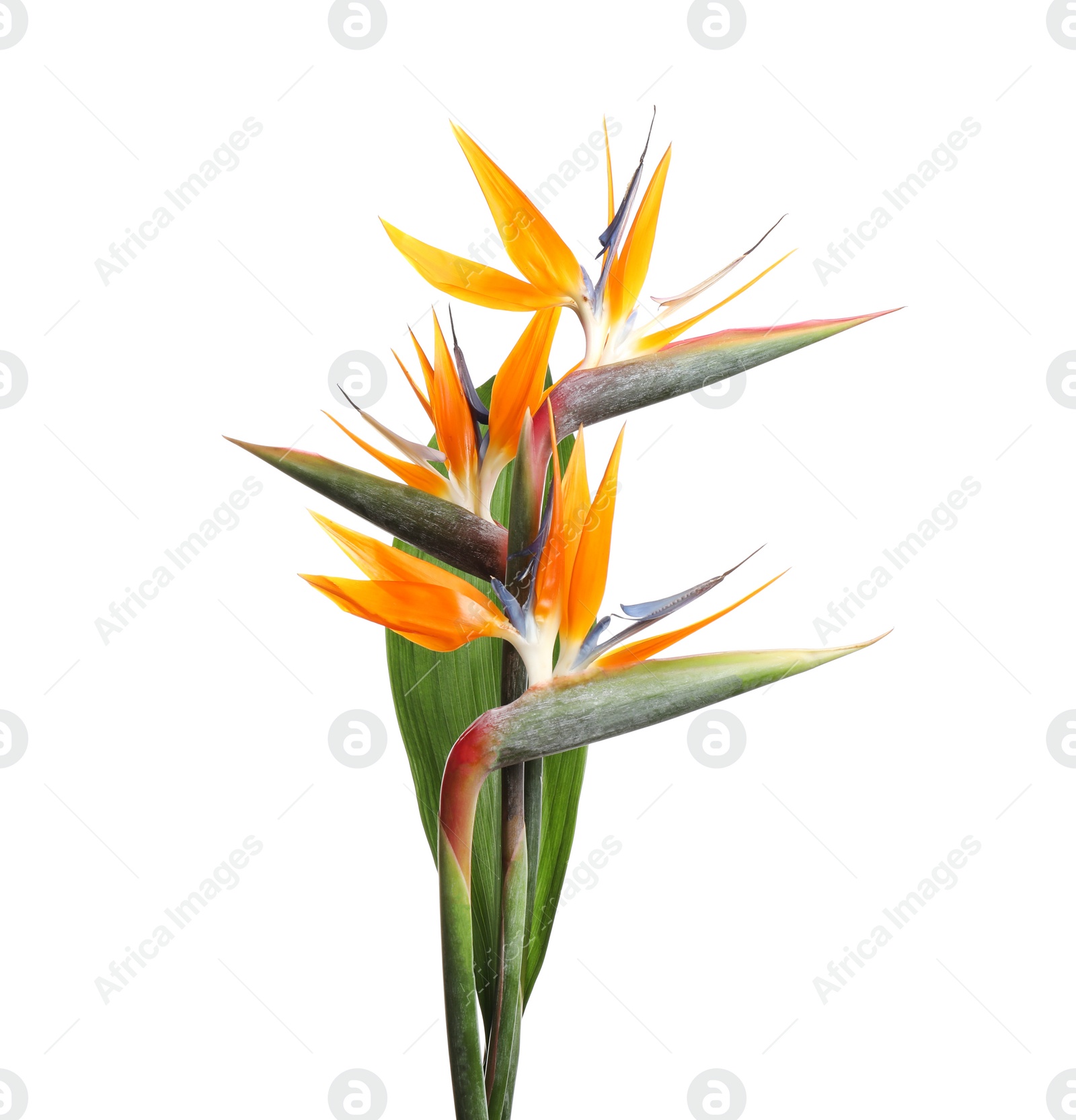 Photo of Bird of Paradise tropical flowers isolated on white