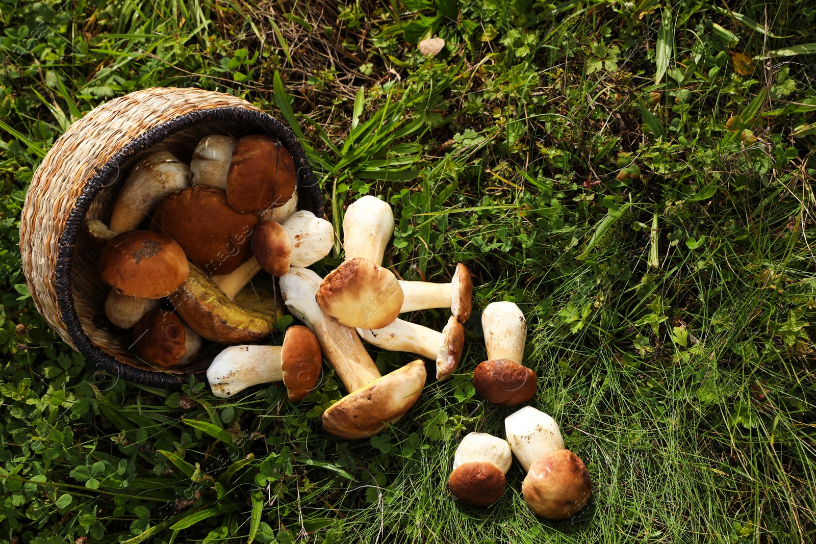 Photo of Wicker basket and fresh wild mushrooms outdoors, above view. Space for text