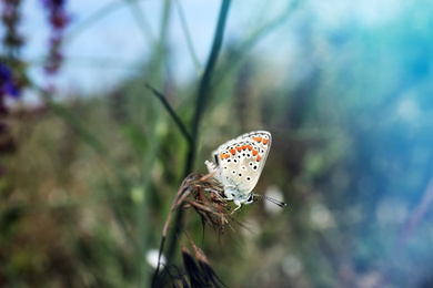 Beautiful Adonis blue butterfly on plant in field, closeup