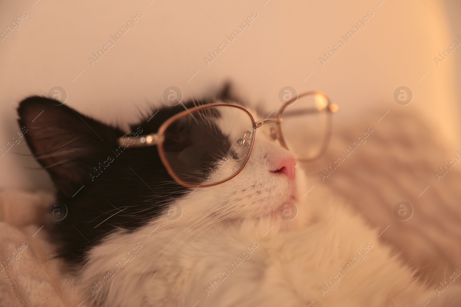 Photo of Cute cat with glasses sleeping on bed at home, closeup