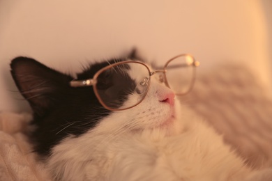 Cute cat with glasses sleeping on bed at home, closeup