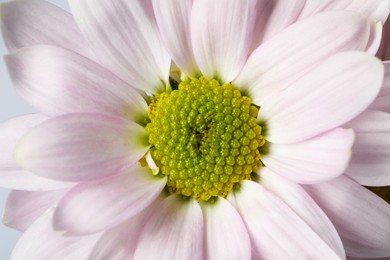 Photo of Beautiful blooming chrysanthemum flower as background, closeup