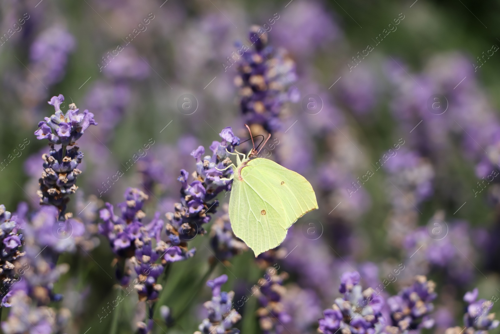 Photo of Beautiful butterfly in lavender field on sunny day, closeup