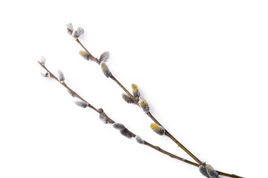 Photo of Beautiful pussy willow branches with flowering catkins isolated on white, top view