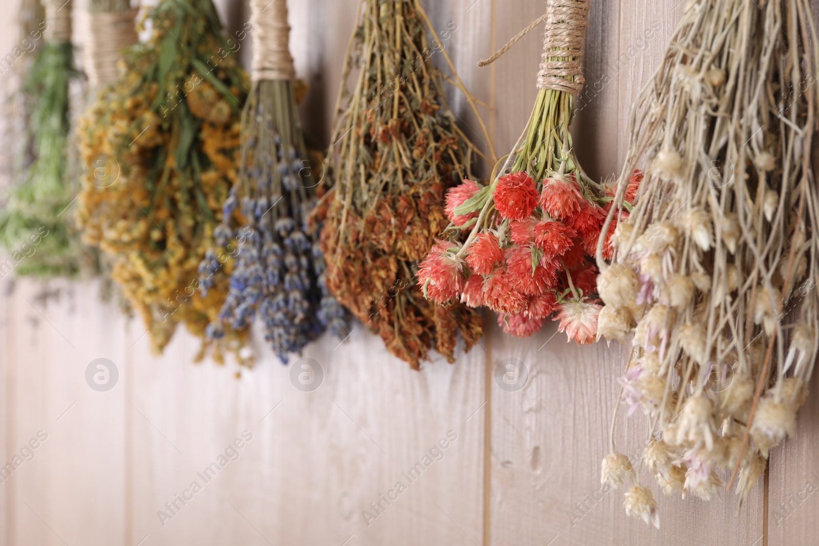 Photo of Bunches of different medicinal herbs hanging on wooden background, selective focus