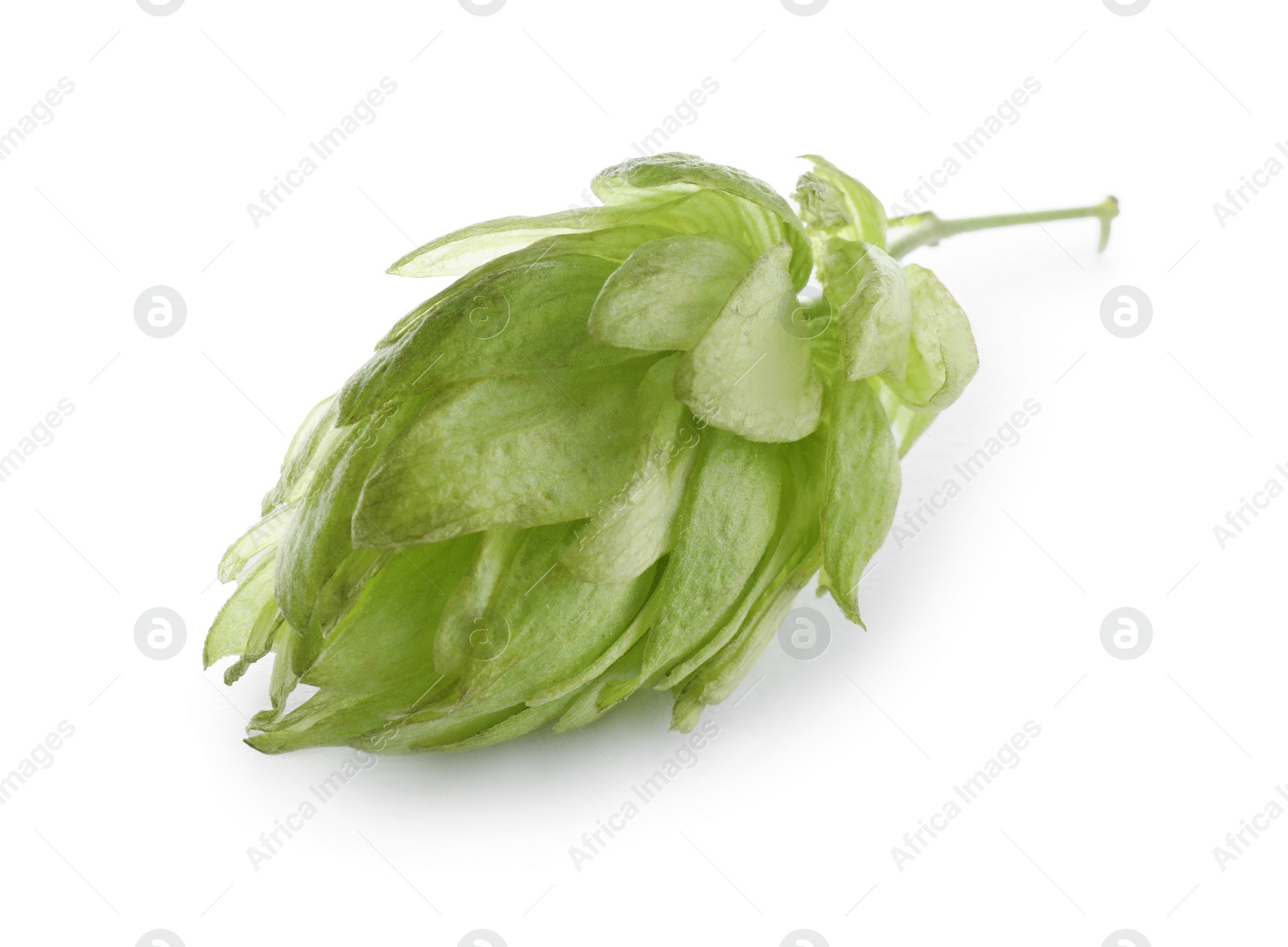 Photo of Fresh green hop flower isolated on white