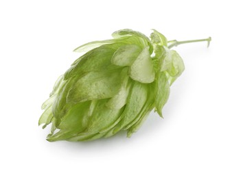 Fresh green hop flower isolated on white