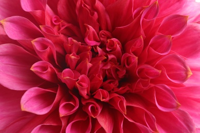 Photo of Beautiful pink dahlia flower, closeup view. Floral decoration