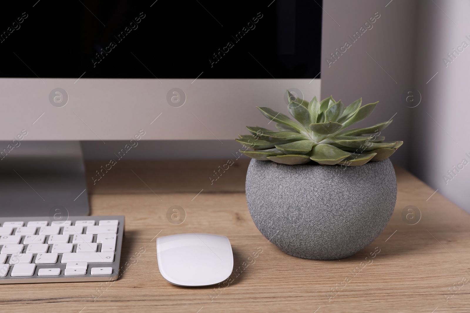 Photo of Beautiful green houseplant and modern computer on wooden table indoors