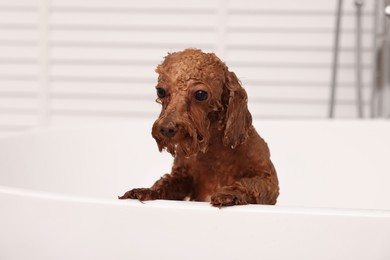 Photo of Cute wet Maltipoo dog in bathtub indoors. Lovely pet