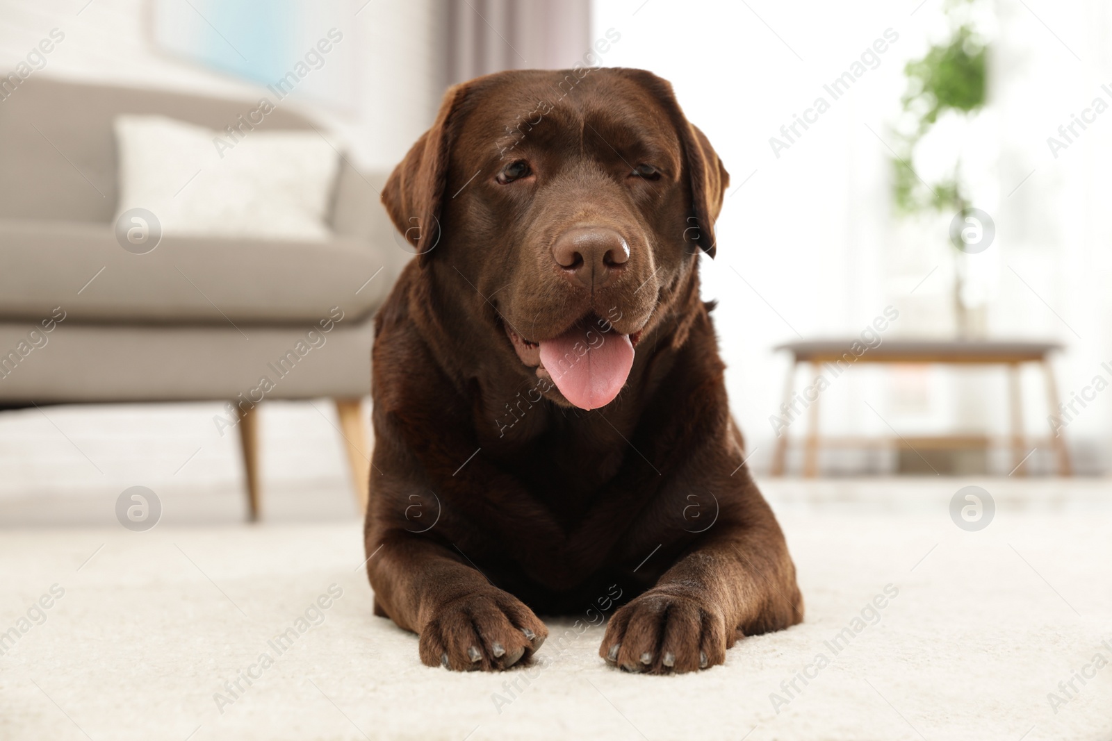 Photo of Chocolate labrador retriever lying on floor indoors