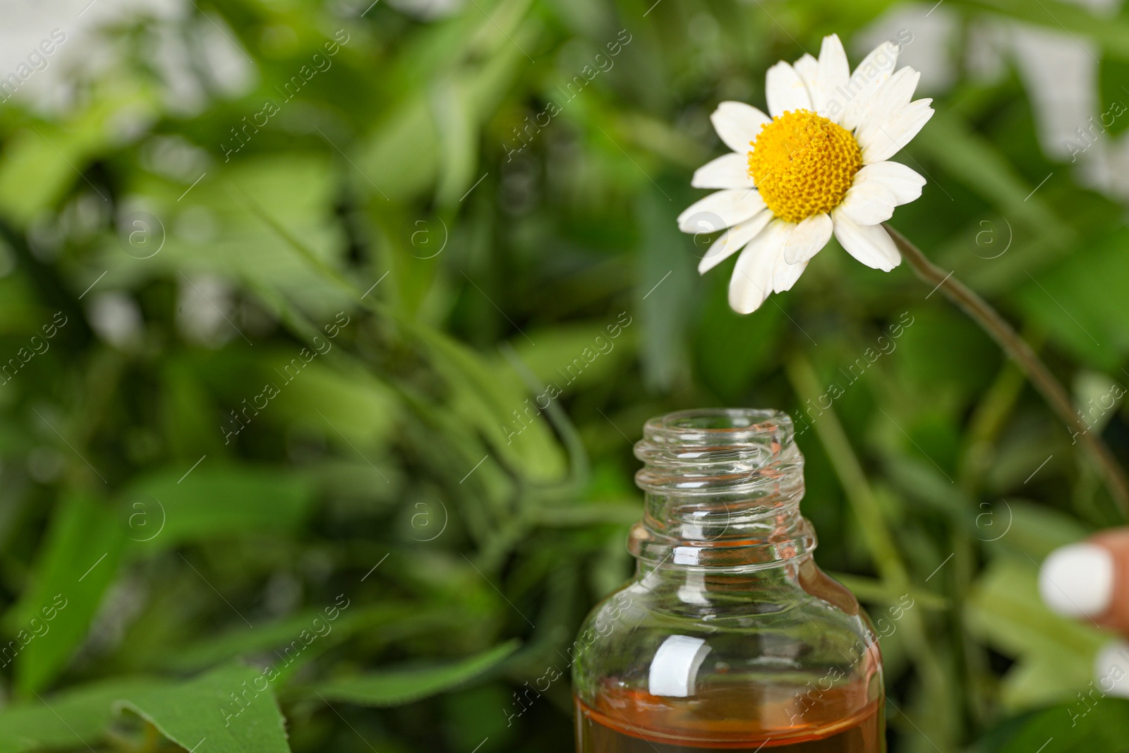 Photo of Chamomile flower over bottle with essential oil on blurred background, closeup. Space for text