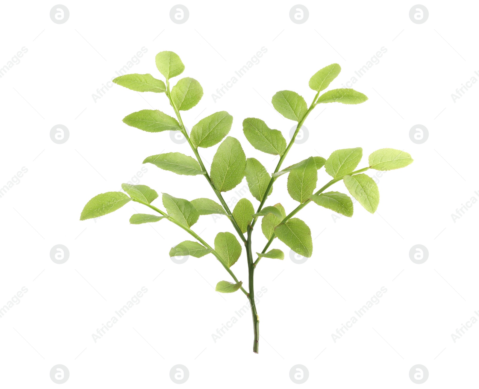 Photo of Bilberry branch with fresh green leaves isolated on white