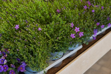 Photo of Many beautiful blooming companula plants on table