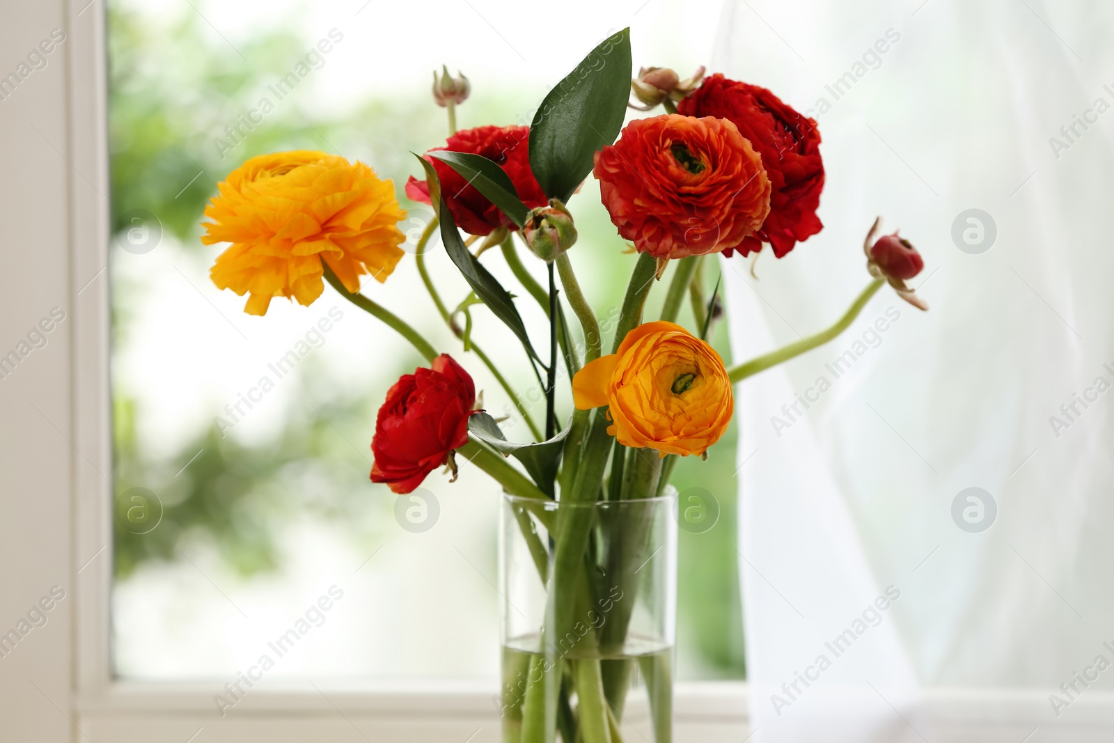 Photo of Beautiful fresh ranunculus flowers near window indoors