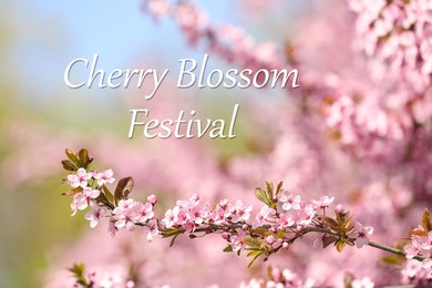 Image of Cherry Blossom Festival. Beautiful blossoming pink sakura tree outdoors