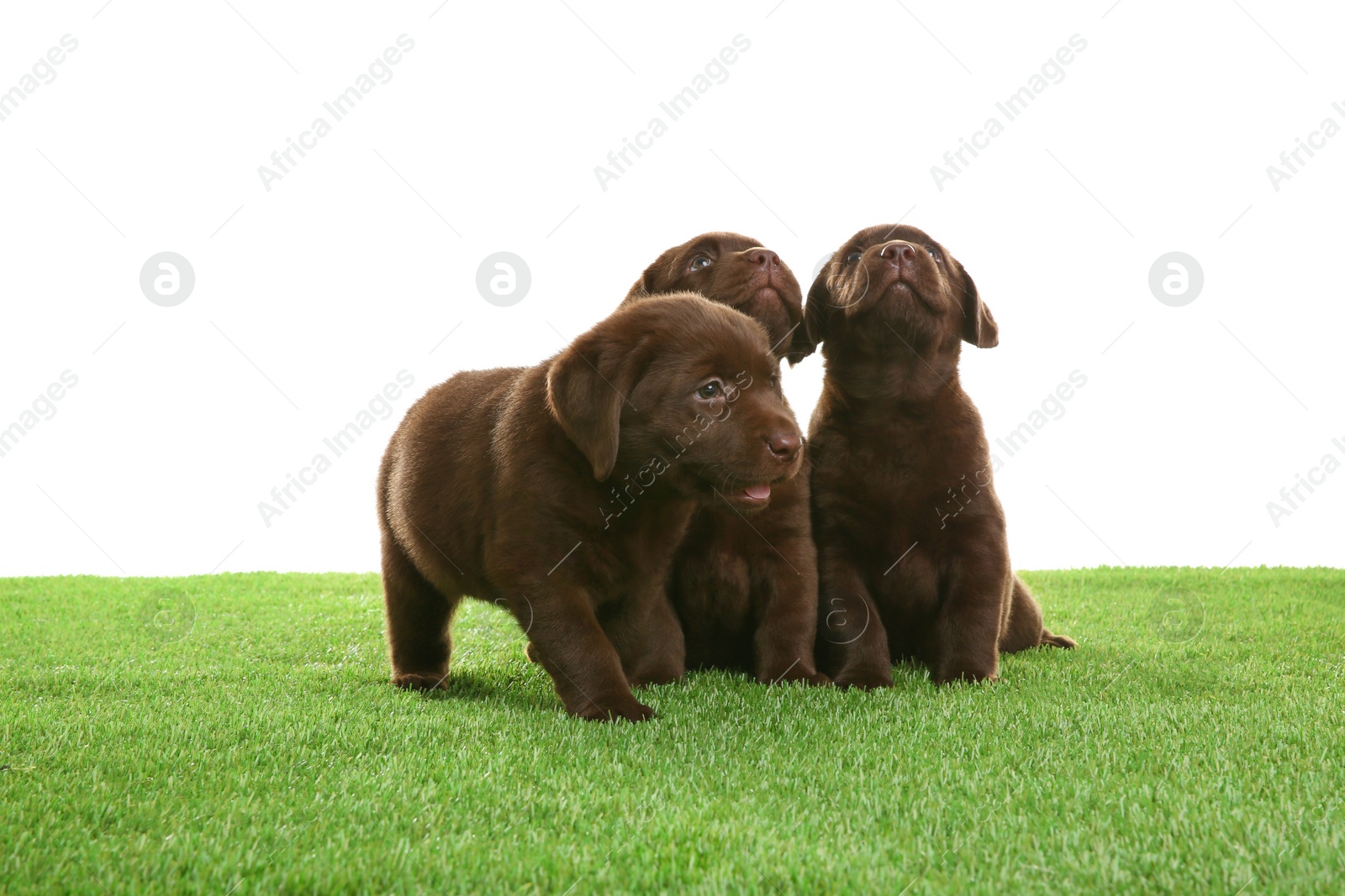 Photo of Chocolate Labrador Retriever puppies on green grass against white background