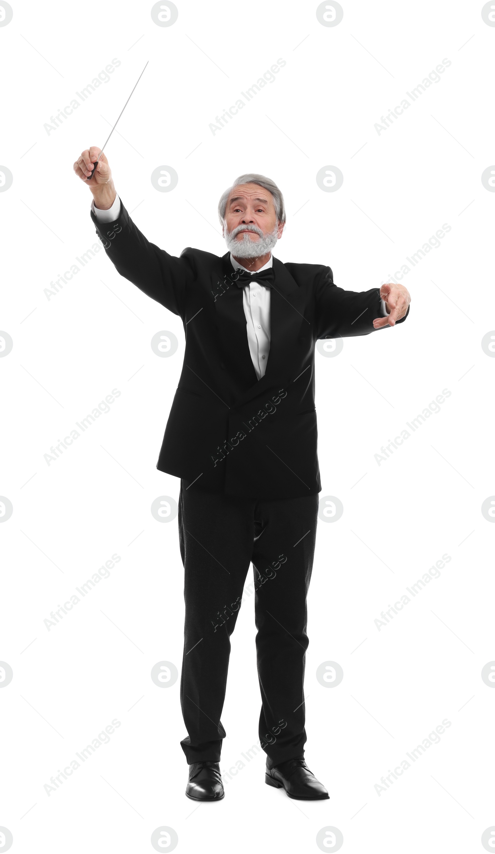 Photo of Professional conductor with baton on white background