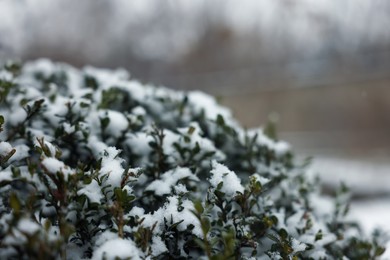 Photo of Green bush covered with snow on winter day, closeup