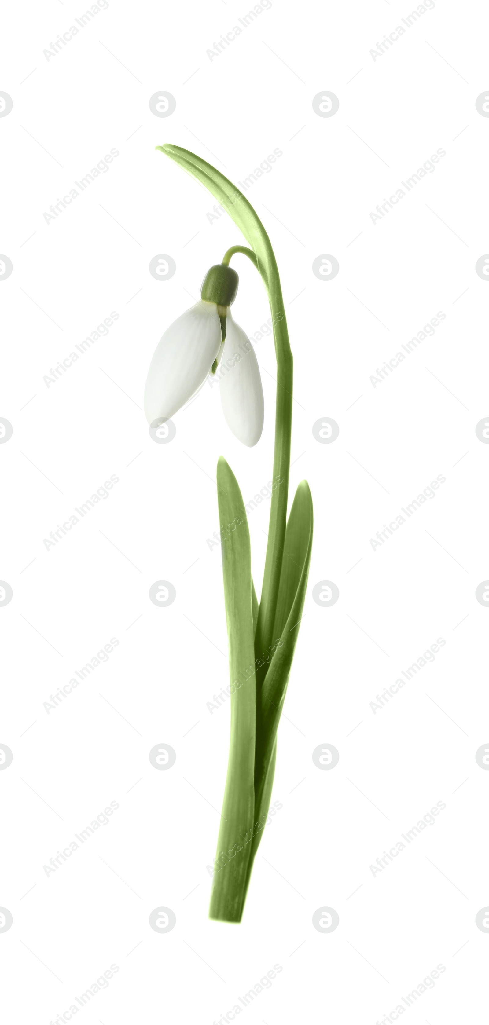 Photo of Beautiful tender snowdrop flower isolated on white. Symbol of first spring day
