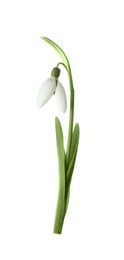 Photo of Beautiful tender snowdrop flower isolated on white. Symbol of first spring day