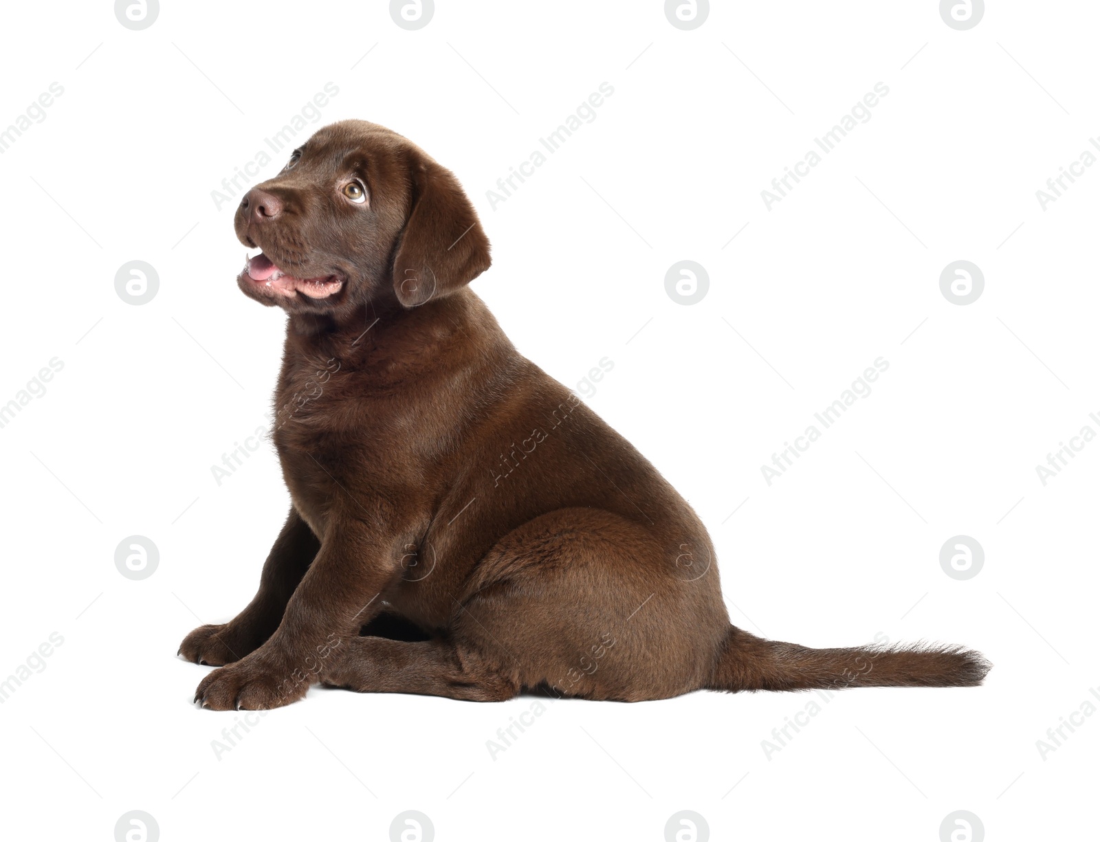 Cute chocolate Labrador Retriever puppy on white background Photo of Cute chocolate Labrador Retriever puppy on white background