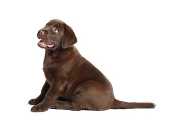 Photo of Cute chocolate Labrador Retriever puppy on white background