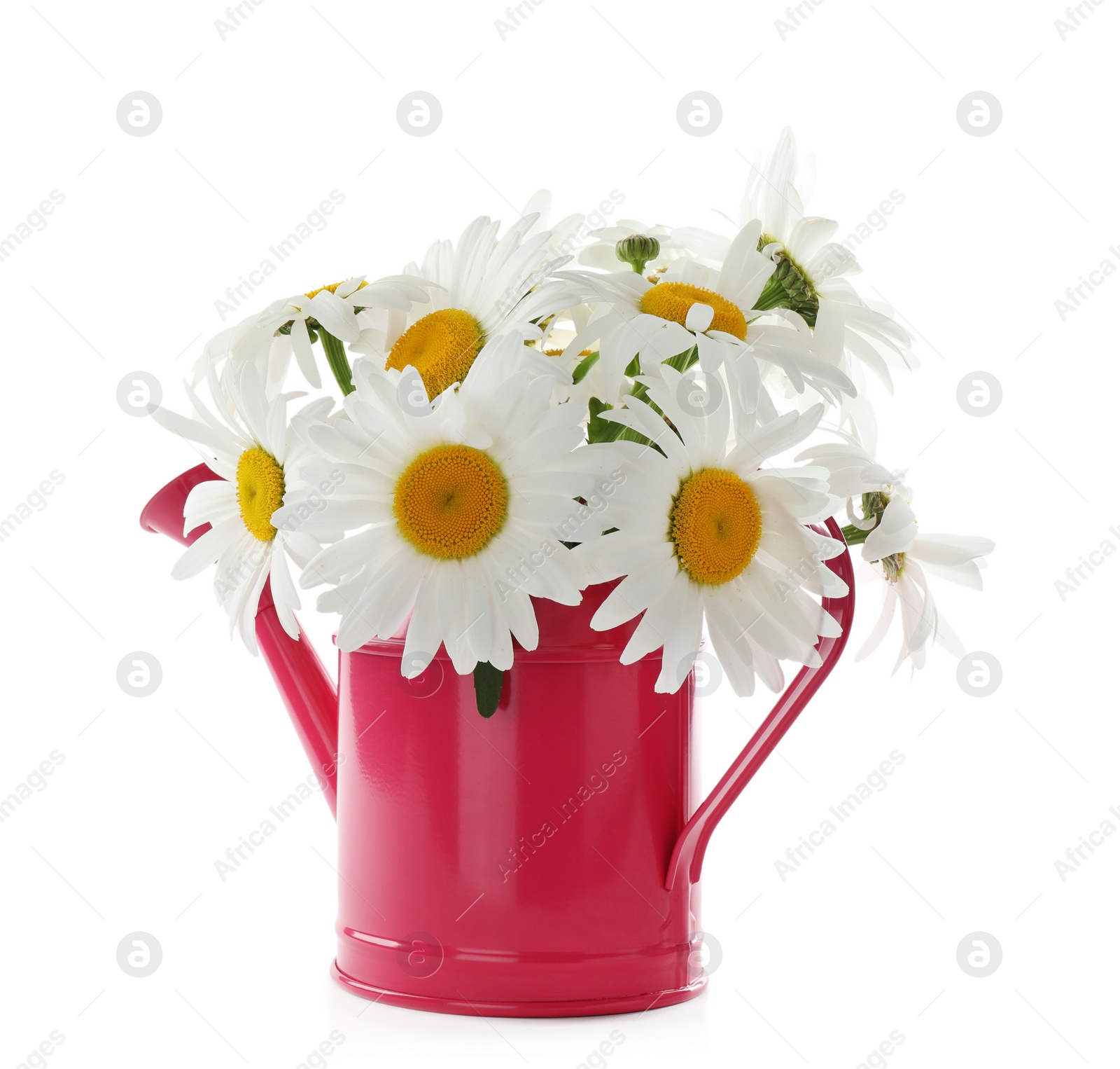 Photo of Watering can with beautiful chamomile flowers on white background