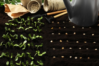 Photo of Gardening tools, corn seeds and vegetable seedlings in fertile soil