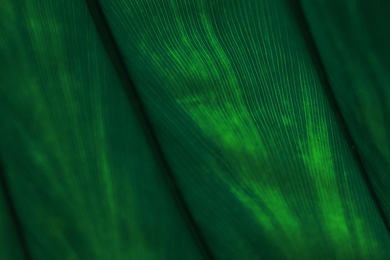 Macro view of green tropical leaf as background