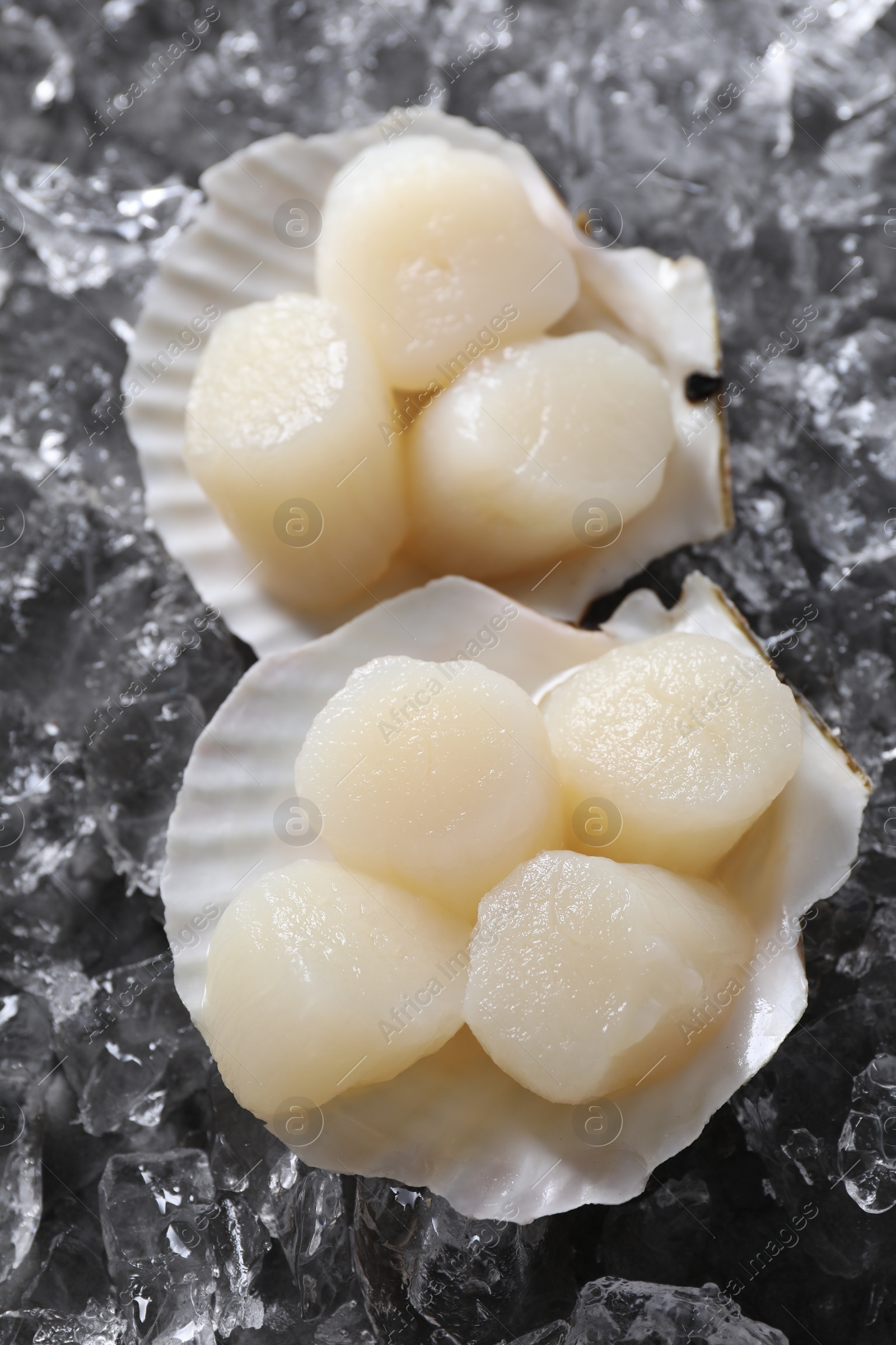 Photo of Fresh raw scallops with shells on ice cubes, above view