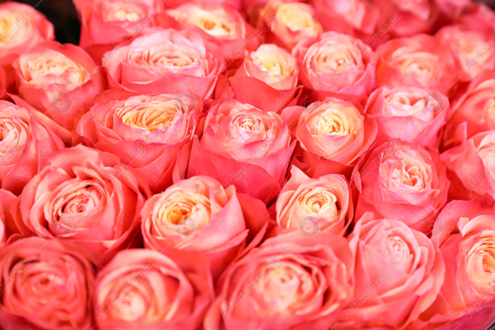 Photo of Beautiful fresh bright roses as background, closeup. Floral decor