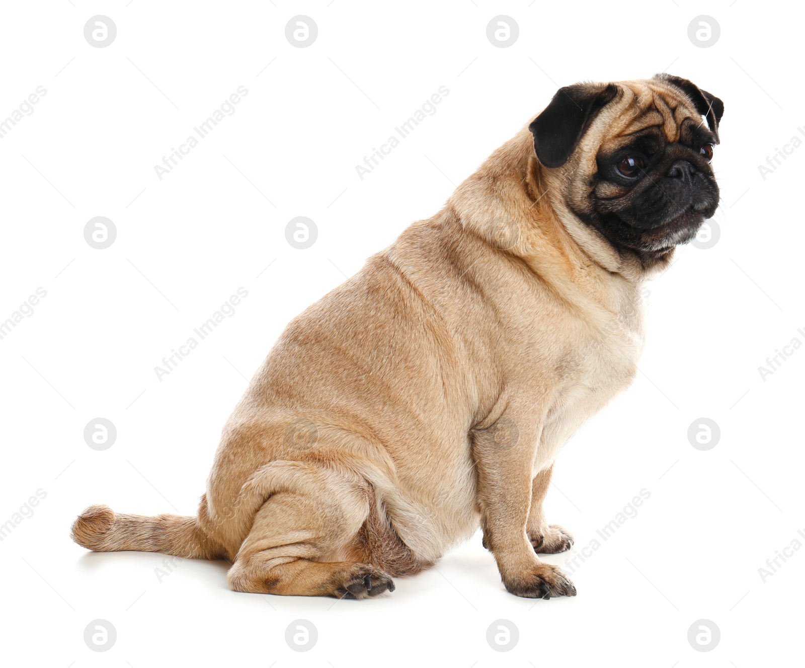 Photo of Happy cute pug dog isolated on white