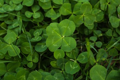 Beautiful bright green clover plants as background, closeup