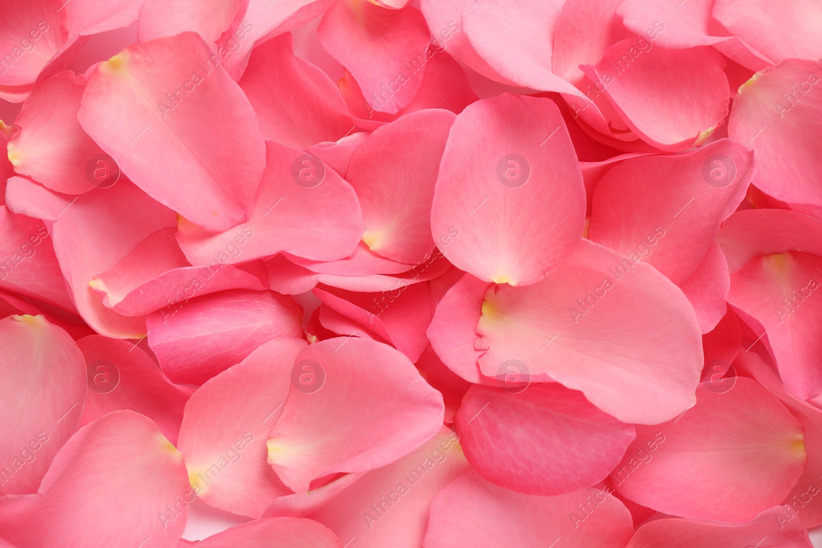 Photo of Fresh pink rose petals as background, closeup