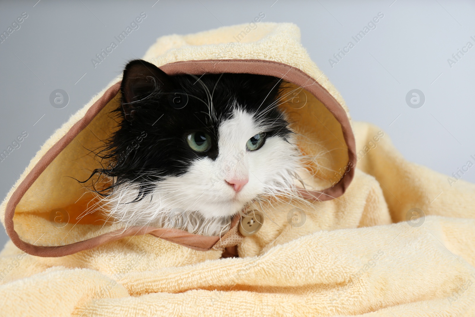 Photo of Wet cat wrapped with hooded towel on light grey background