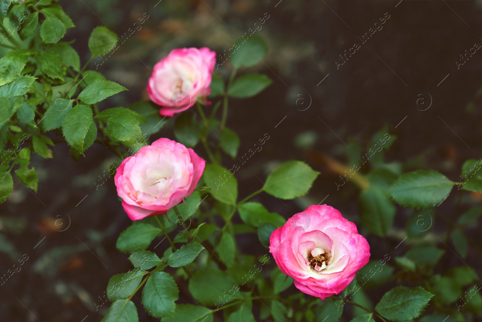 Photo of Bush with beautiful blooming roses in garden