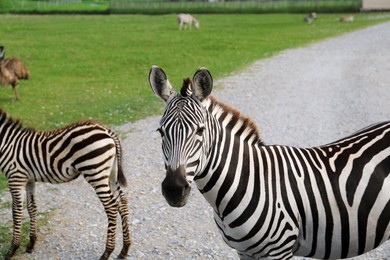 Photo of Beautiful striped African zebras in safari park