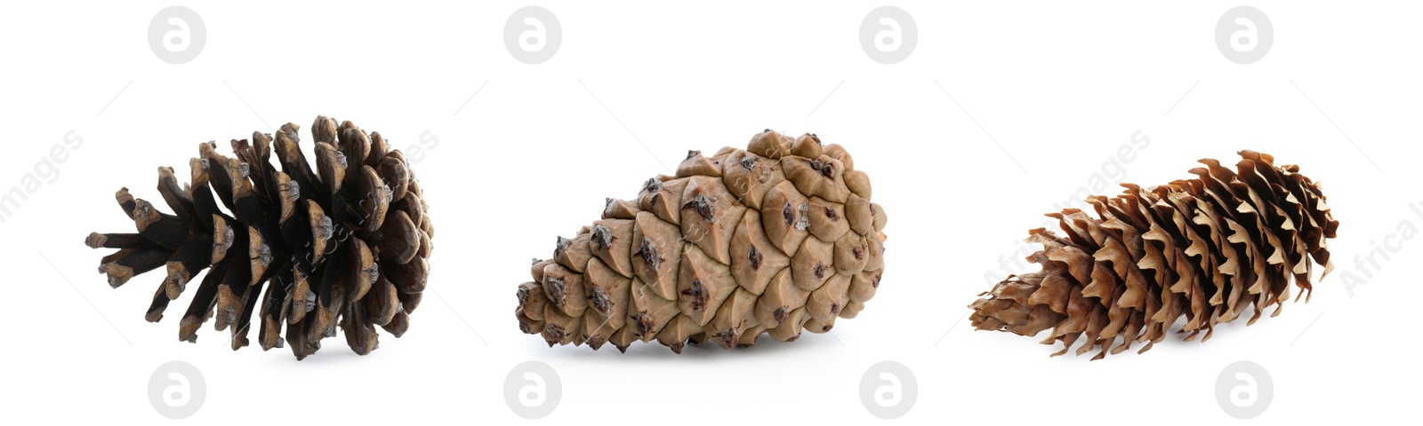 Image of Set with beautiful pine cones on white background. Banner design