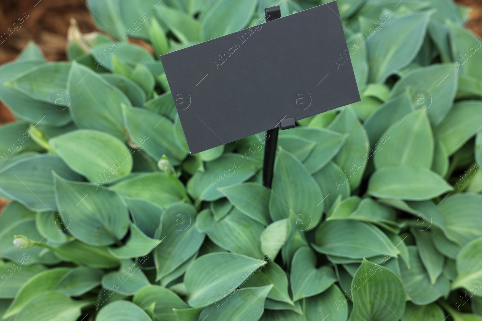 Photo of Beautiful hosta plant with green leaves, closeup view