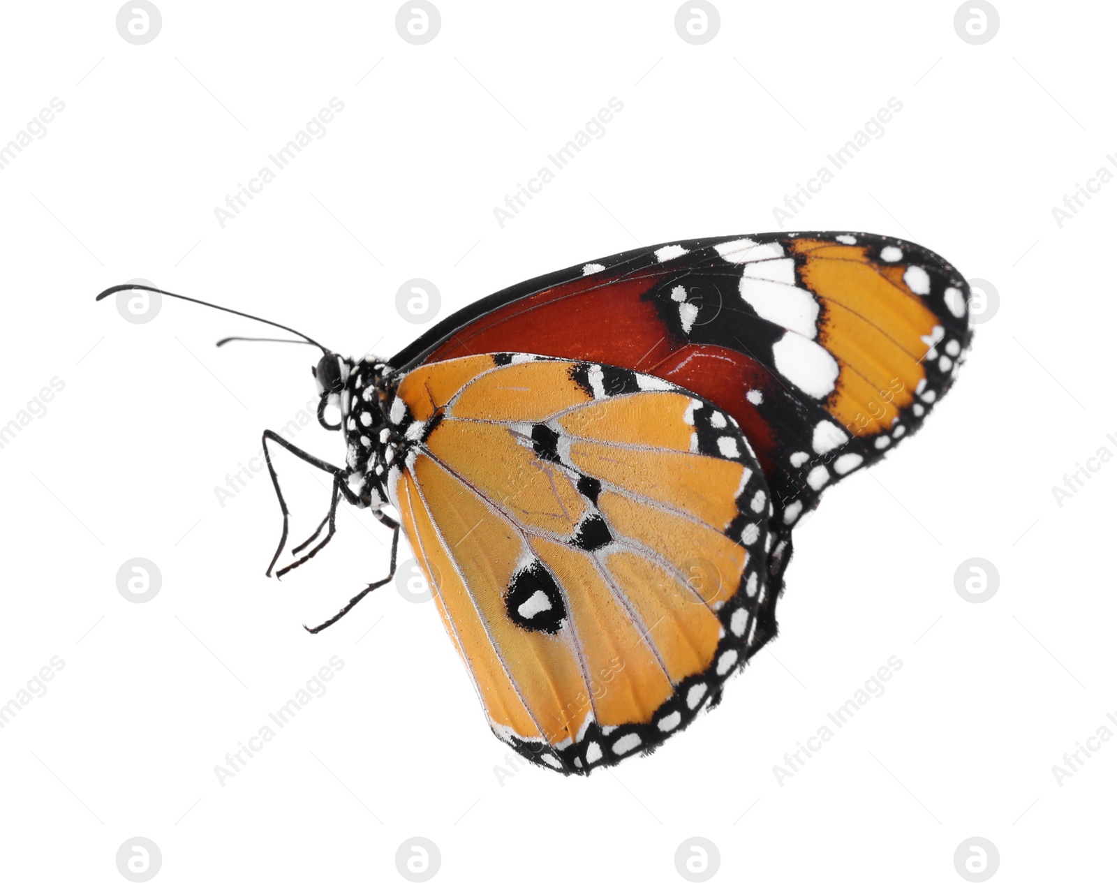 Photo of Beautiful painted lady butterfly isolated on white