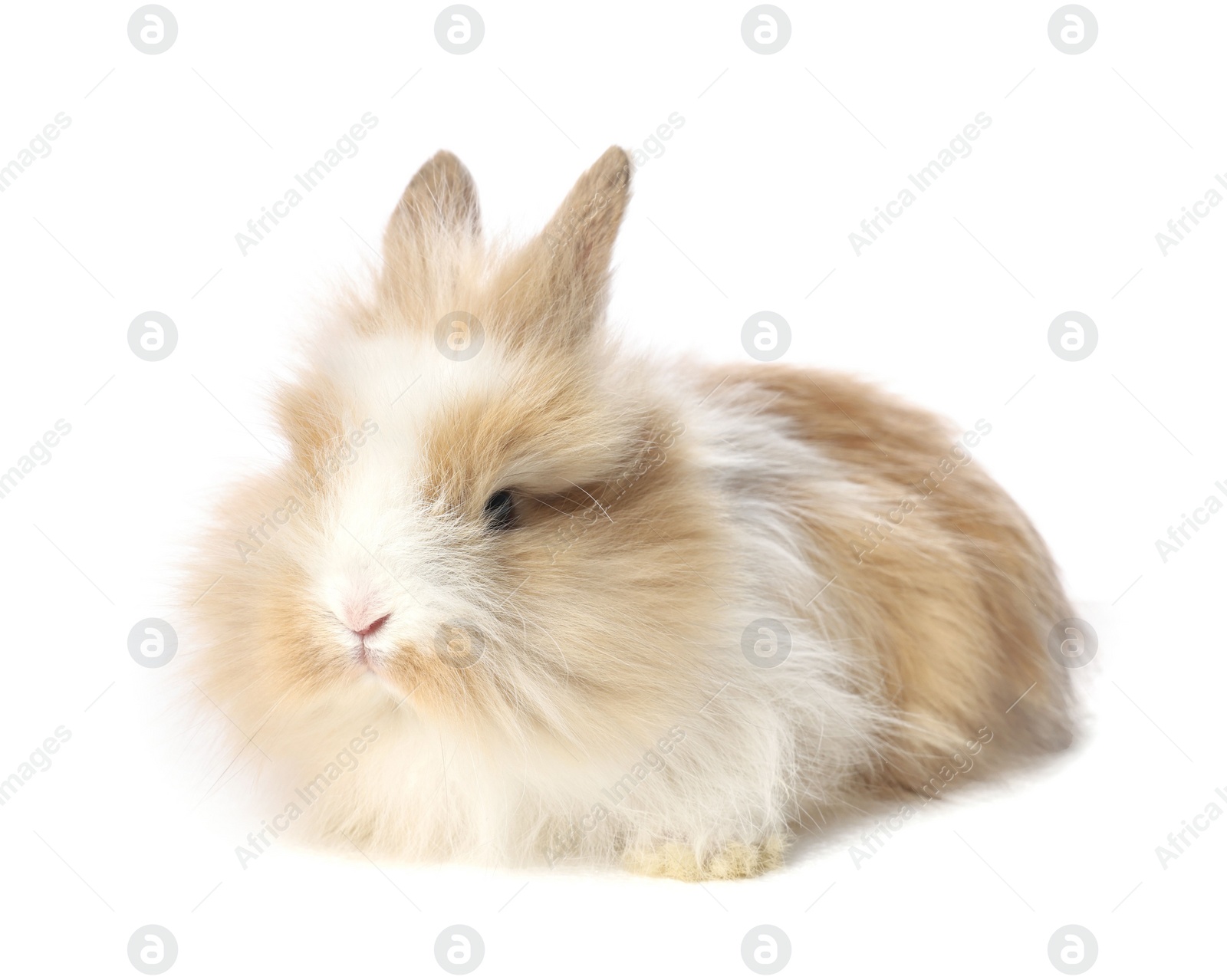 Photo of Cute little rabbit on white background. Adorable pet