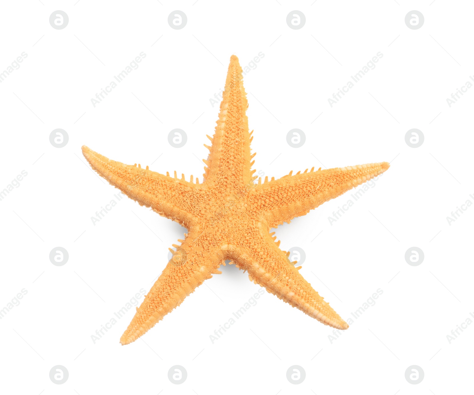 Photo of Beautiful sea star (starfish) isolated on white, top view