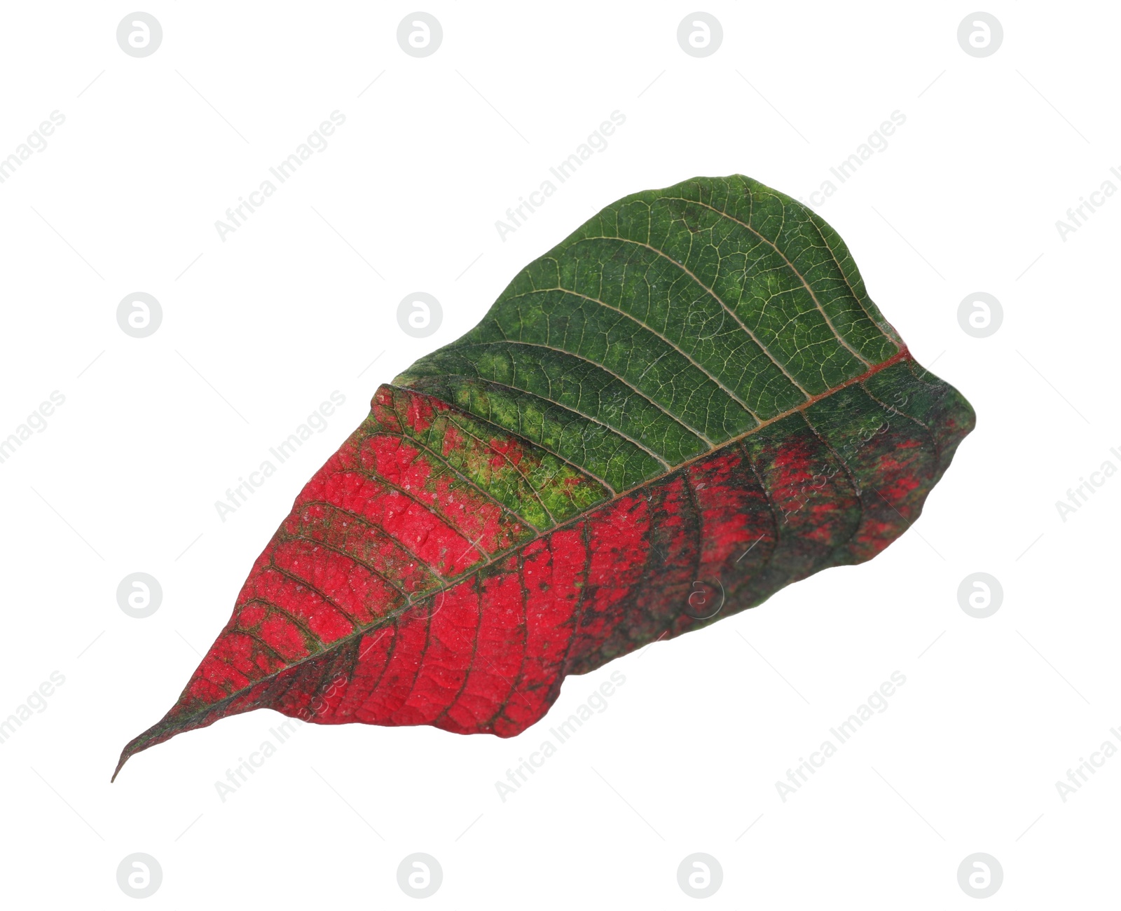 Photo of Leaf of tropical poinsettia plant isolated on white